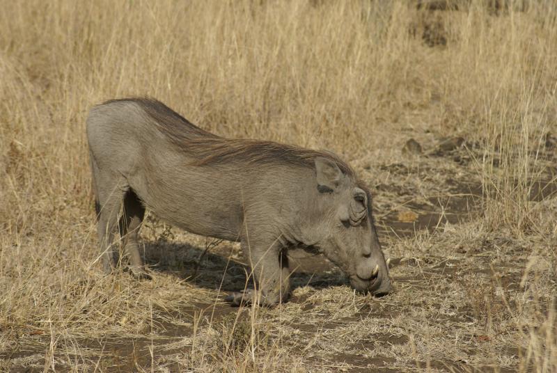 randomWarthog