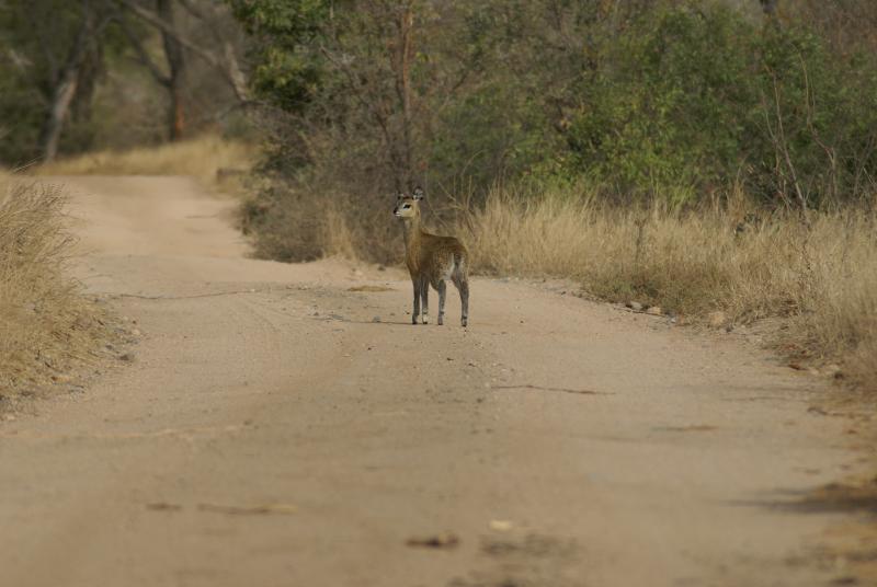 randomKlipspringer