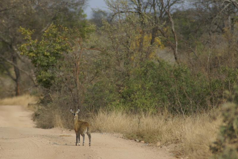 randomKlipspringer