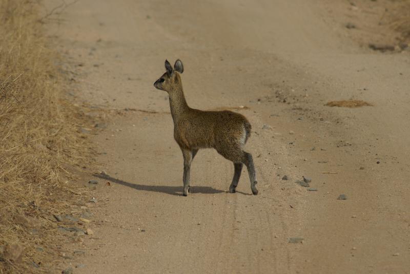 randomKlipspringer