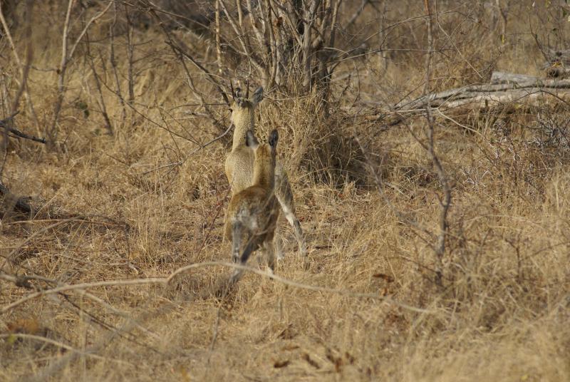randomKlipspringer