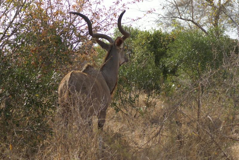 randomKudu