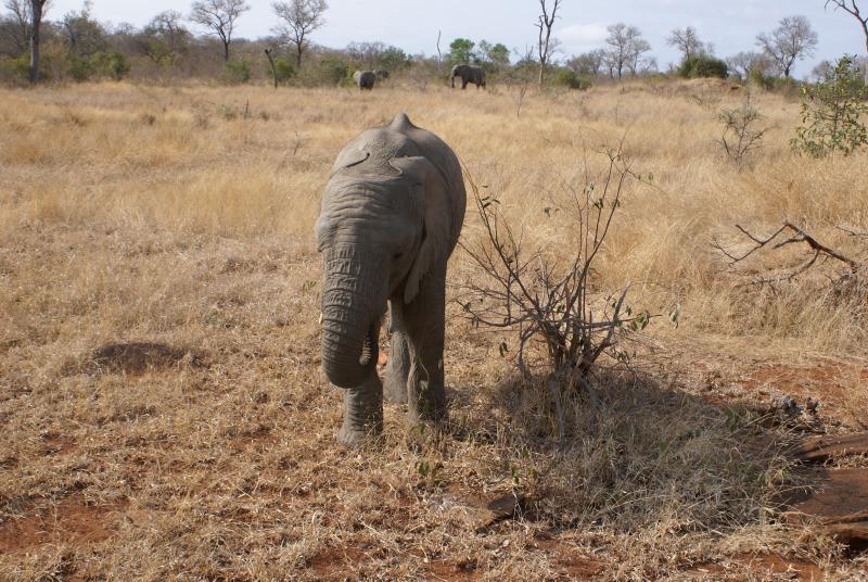 randomElephant