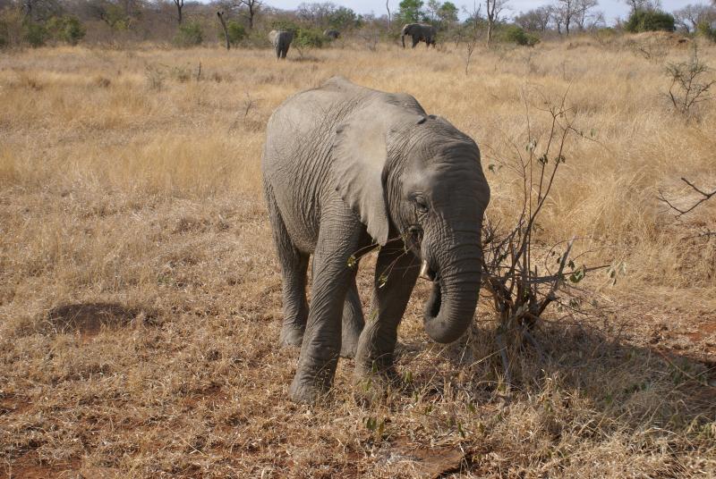 randomElephant