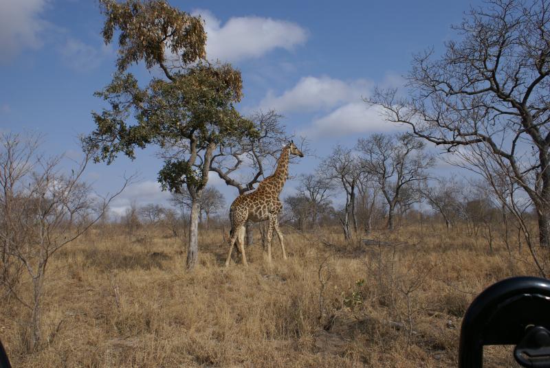 randomGiraffe