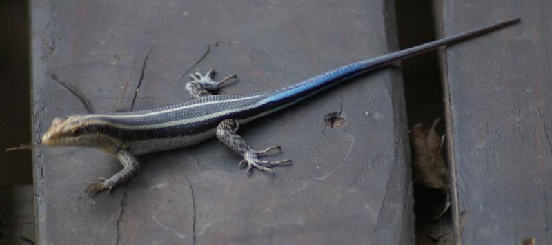 randomDwarf Plated Lizard
