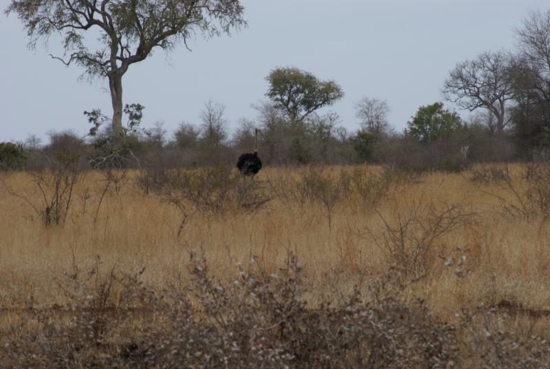 randomOstrich