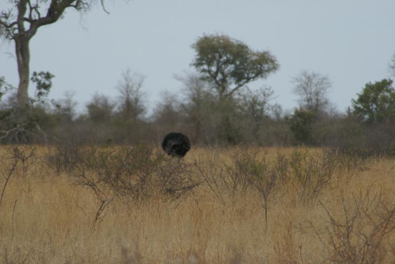 randomOstrich