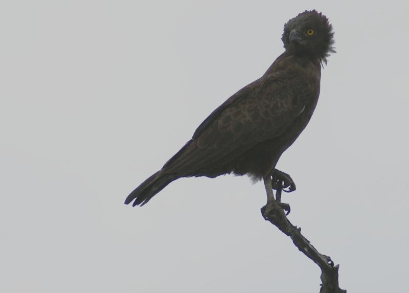 randomBrown Snake Eagle
