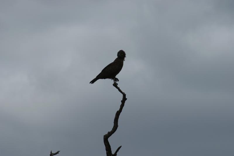 randomBrown Snake Eagle