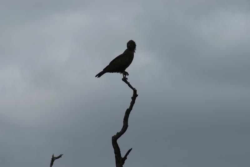 randomBrown Snake Eagle