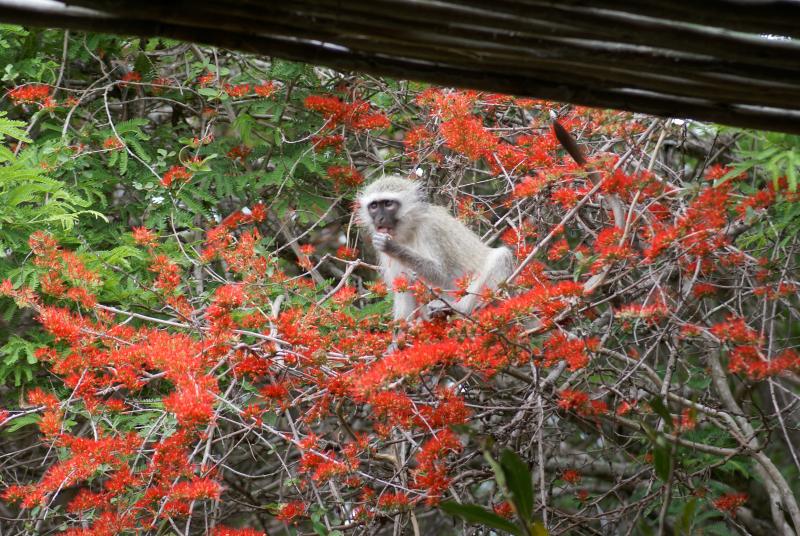 randomVervet Monkey