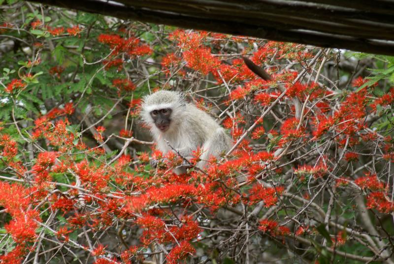 randomVervet Monkey