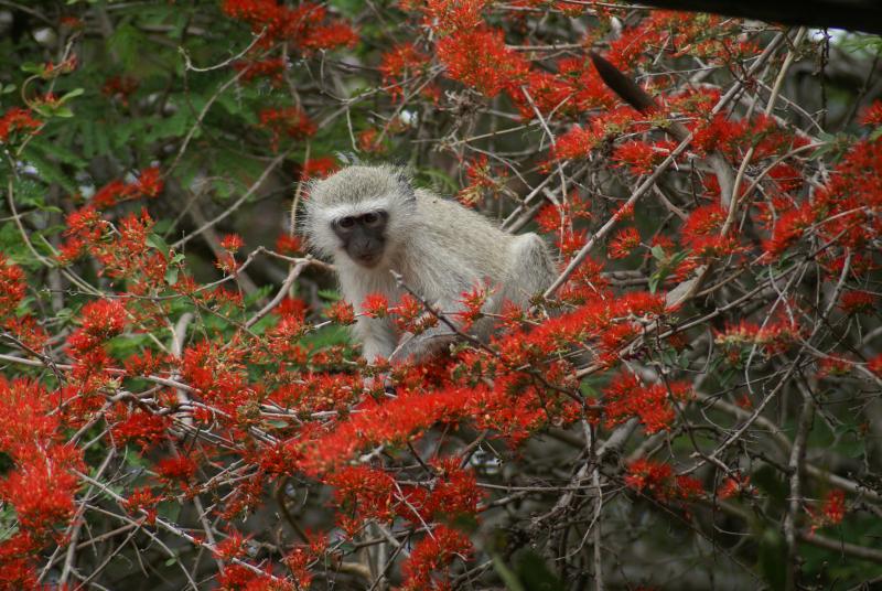 randomVervet Monkey