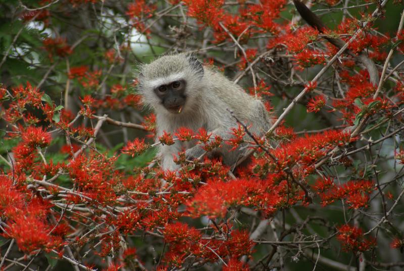 randomVervet Monkey