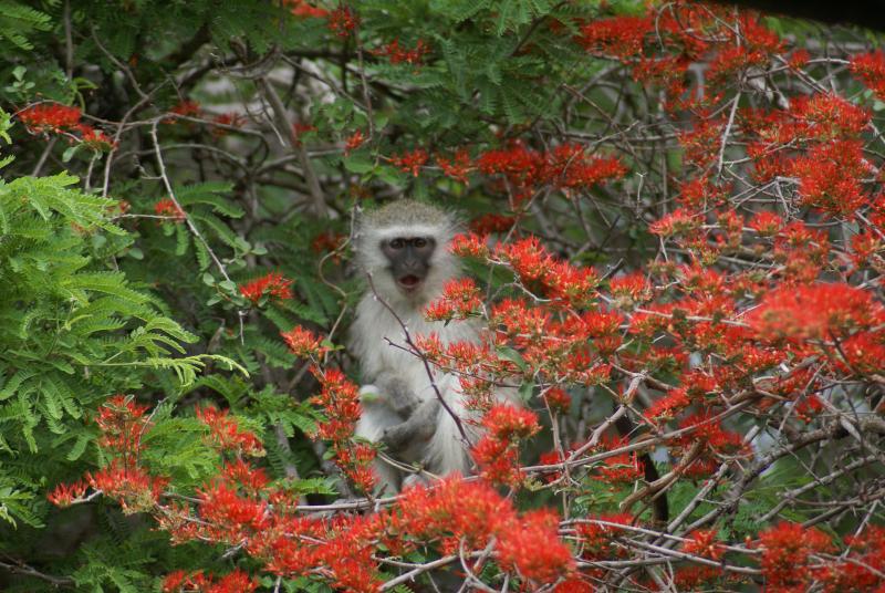 randomVervet Monkey