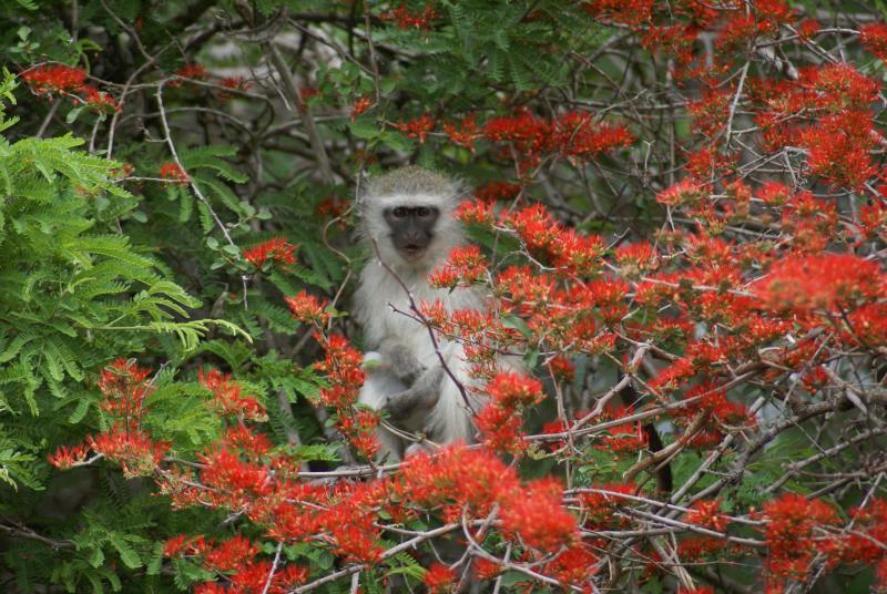randomVervet Monkey