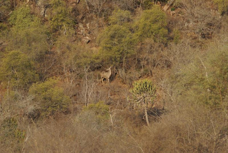 randomKudu