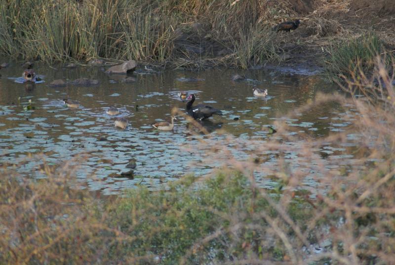 randomEgyptian Goose