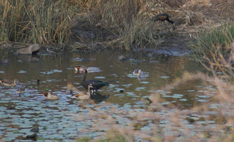 randomEgyptian Goose