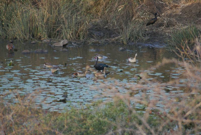 randomEgyptian Goose