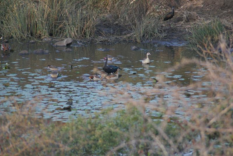 randomEgyptian Goose