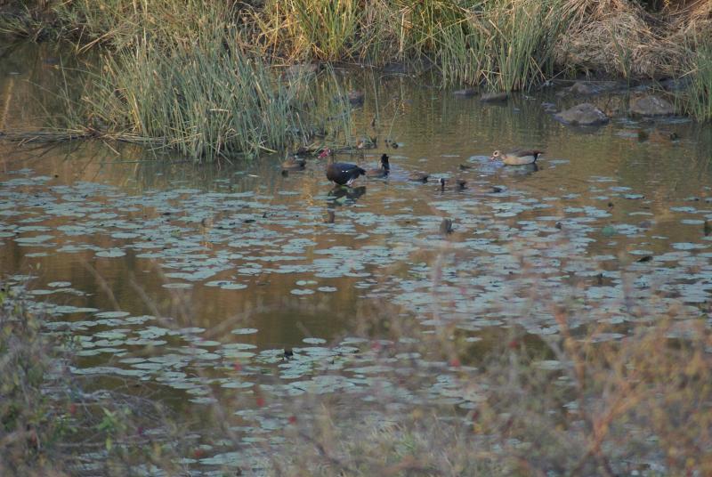 randomSpurwinged Goose