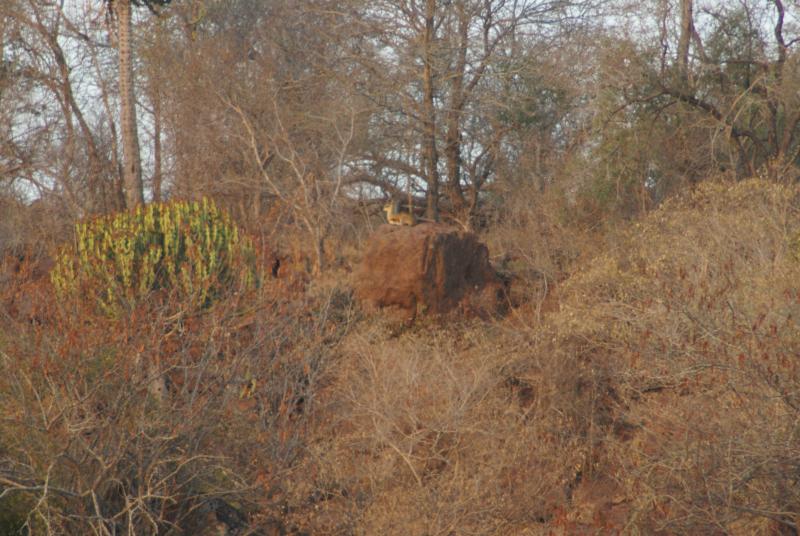 randomKlipspringer