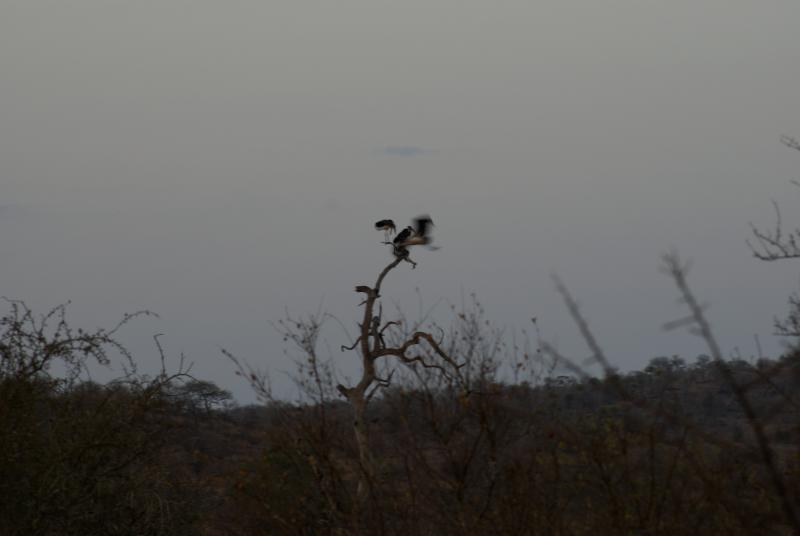 randomMarabou Stork