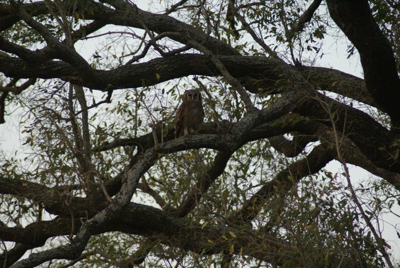 randomGiant Eagle Owl