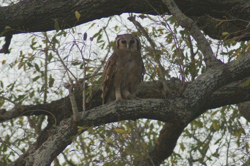 randomGiant Eagle Owl