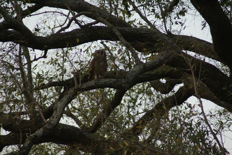 randomGiant Eagle Owl