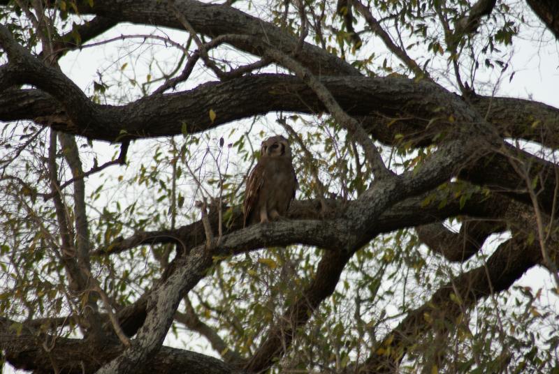randomGiant Eagle Owl