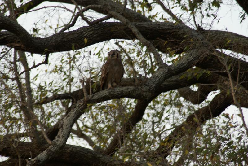 randomGiant Eagle Owl