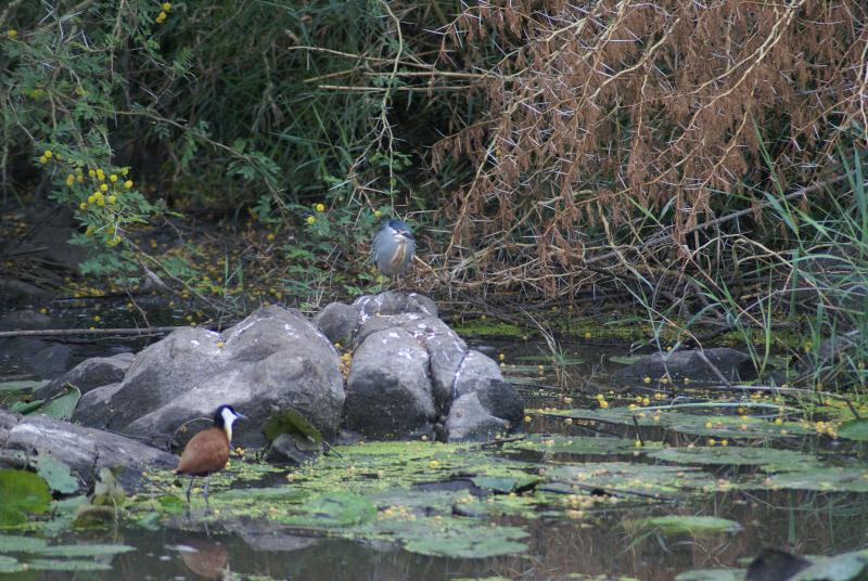 randomAfrican Jacana