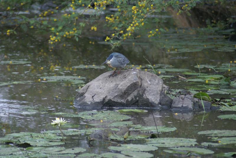 randomGreenbacked Heron