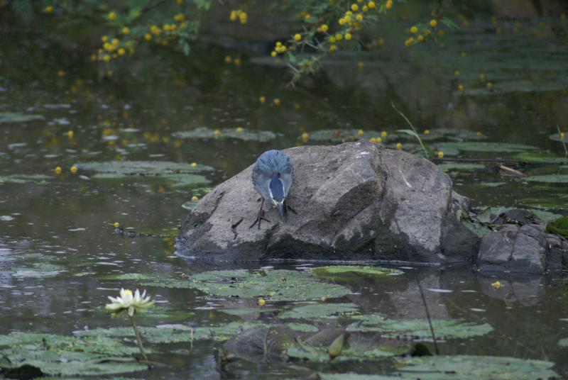 randomGreenbacked Heron