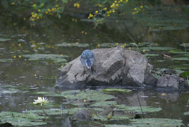 randomGreenbacked Heron