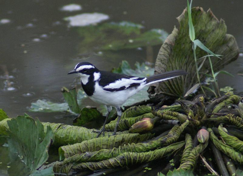 randomAfrican Pied Wagtail