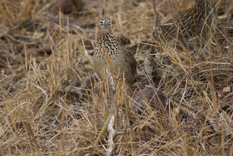 randomCrested Francolin