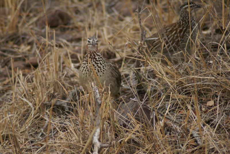 randomCrested Francolin