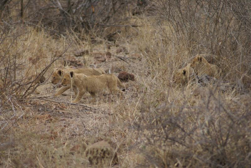 randomLion