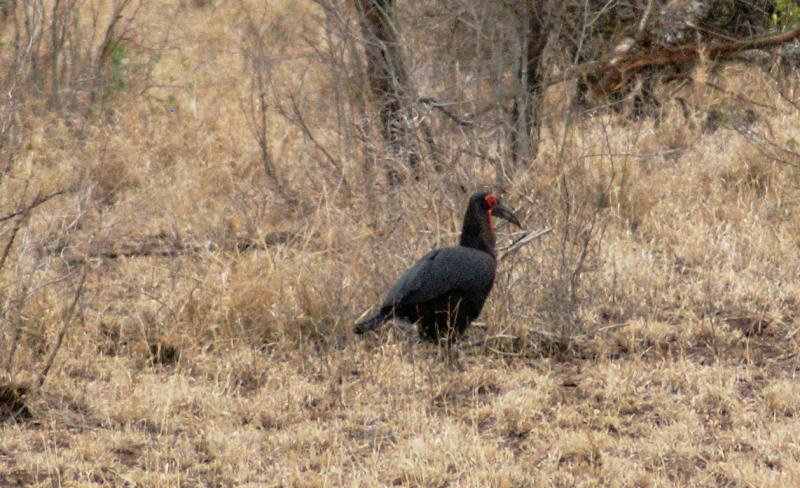 randomGround Hornbill