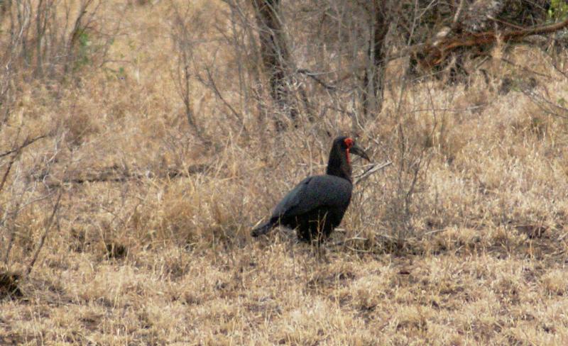 randomGround Hornbill