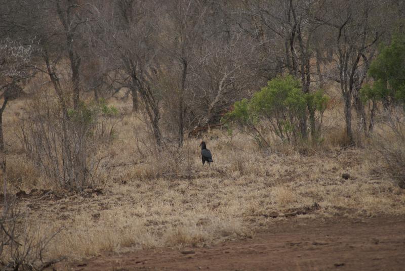 randomGround Hornbill
