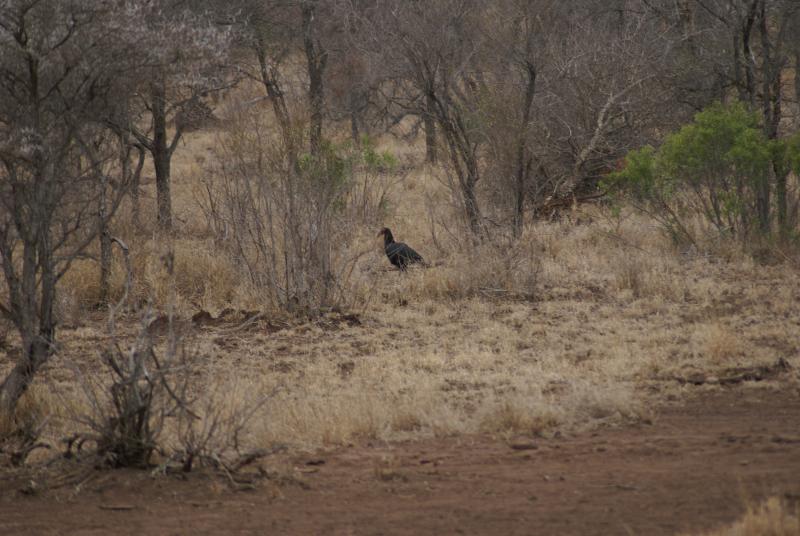 randomGround Hornbill