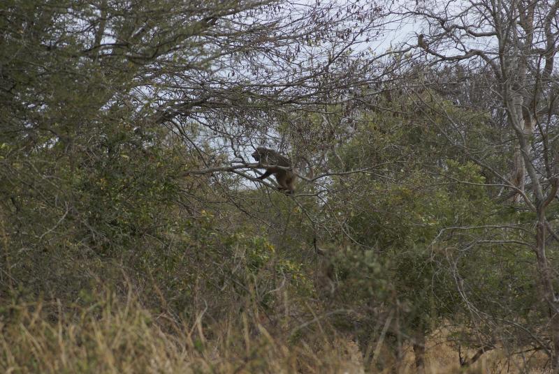 randomChacma Baboon