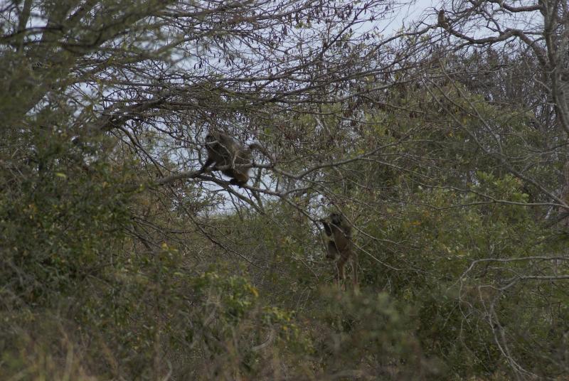 randomChacma Baboon