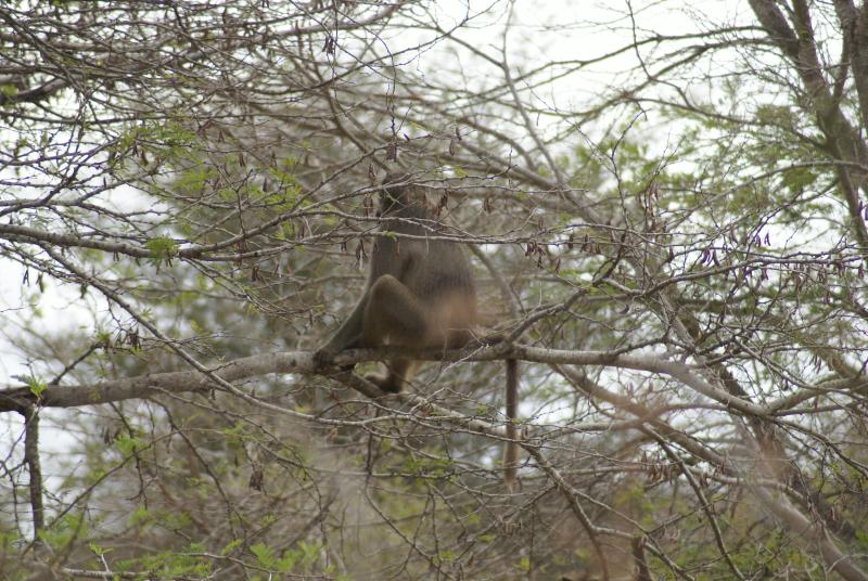 randomChacma Baboon