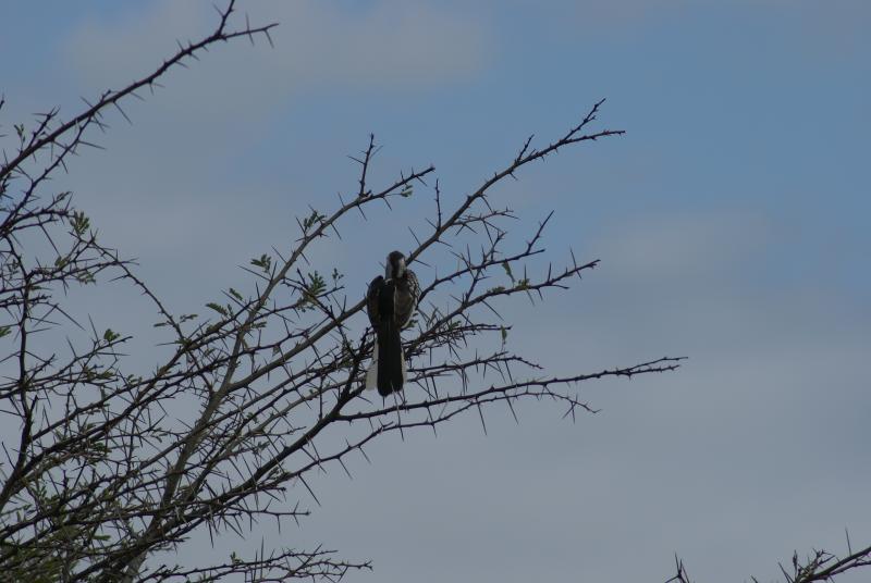 randomSouthern Yellowbilled Hornbill